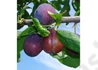 Kép 2/2 - Prunus domestica Utility / Utility Szilva