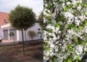 Kép 1/3 - Prunus fruticosa Globosa / Gömb csepleszmeggy