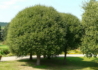 Kép 2/3 - Prunus fruticosa Globosa / Gömb csepleszmeggy