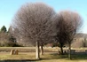 Kép 3/3 - Prunus fruticosa Globosa / Gömb csepleszmeggy