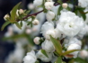 Kép 1/4 - Prunus glandulosa Alboplena / Japán törpemeggy