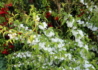 Kép 3/4 - Prunus glandulosa Alboplena / Japán törpemeggy