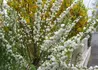 Kép 4/4 - Prunus glandulosa Alboplena / Japán törpemeggy
