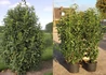 Kép 1/2 - Prunus laurocerasus Genolier Mariblon / Oszlopos babérmeggy