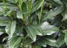 Kép 2/2 - Prunus laurocerasus Genolier Mariblon / Oszlopos babérmeggy