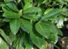 Kép 2/3 - Prunus laurocerasus Novita / Babérmeggy