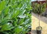 Kép 2/2 - Prunus laurocerasus Otto Luyken / Babérmeggy Otto Luyken