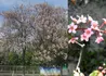 Kép 2/2 - Prunus padus Coloratus / Vöröslombú májusfa