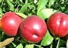 Kép 1/2 - Prunus persica Andosa / Andosa Nektarin
