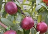 Kép 2/2 - Prunus persica Andosa / Andosa Nektarin