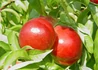 Kép 1/2 - Prunus persica Caldesi 2000 / Caldesi 2000 nektarin