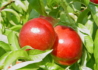 Kép 1/2 - Prunus persica Caldesi 2000 / Caldesi 2000 nektarin
