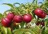 Kép 2/2 - Prunus persica Caldesi 2000 / Caldesi 2000 nektarin
