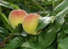 Kép 2/2 - Prunus persica Champion / Champion őszibarack