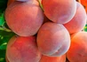 Kép 1/2 - Prunus persica Dixired / Dixired őszibarack