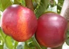 Kép 1/2 - Prunus persica Fantasia / Fantasia Nektarin