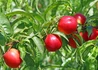 Kép 2/2 - Prunus persica Fantasia / Fantasia Nektarin