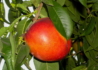 Kép 1/2 - Prunus persica Flavortop / Flavortop nektarin