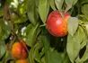 Kép 2/2 - Prunus persica Flavortop / Flavortop nektarin