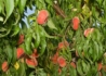 Kép 2/2 - Prunus persica Kínai lapos / Kínai lapos őszibarack