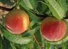 Kép 2/2 - Prunus persica Maria Bianca / Maria Bianca Őszibarack