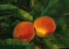 Kép 2/2 - Prunus persica Mariska / Mariska Őszibarack