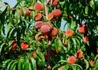 Kép 2/2 - Prunus persica Nektar H / Nektar H Őszibarack