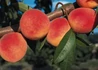 Kép 1/2 - Prunus persica Redhaven / Redhaven Őszibarack