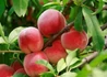 Kép 2/2 - Prunus persica Redhaven / Redhaven Őszibarack