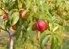 Kép 2/2 - Prunus persica Vénusz / Vénusz nektarin