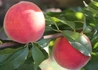 Kép 1/2 - Prunus persica babygold / Babygold Őszibarack
