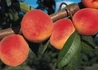 Kép 2/2 - Prunus persica Babygold 6 / Babygold 6 Őszibarack