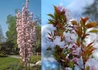 Kép 2/2 - Prunus serrulata Amanogawa / Oszlopos japán díszcseresznye