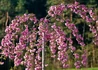 Kép 1/4 - Prunus serrulata Kiku Shidare Sakura / Csüngő koronájú japán díszcseresznye