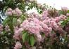 Kép 3/4 - Prunus serrulata Kiku Shidare Sakura / Csüngő koronájú japán díszcseresznye