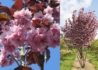 Kép 1/2 - Prunus serrulata Royal Burgundy / Bordó levelű japán Díszcseresznye