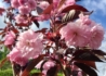 Kép 2/2 - Prunus serrulata Royal Burgundy / Bordó levelű japán díszcseresznye