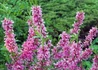 Kép 2/4 - Prunus tenella / Törpe Mandula