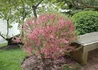Kép 3/4 - Prunus tenella / Törpe Mandula