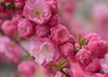 Kép 1/4 - Prunus triloba Multiplex / Teltvirágú babarózsa