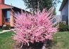 Kép 2/4 - Prunus triloba Multiplex / Teltvirágú babarózsa