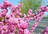 Kép 3/4 - Prunus triloba Multiplex / Teltvirágú babarózsa