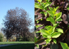 Kép 1/3 - Prunus virginiana Canada Red / Vörös levelű májusfa