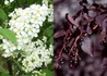 Kép 2/3 - Prunus virginiana Canada Red / Vörös levelű májusfa