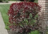 Kép 1/5 - Prunus x cistena / Törpe vérszilva