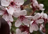 Kép 2/5 - Prunus x cistena / Törpe vérszilva