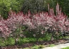 Kép 3/5 - Prunus x cistena / Törpe vérszilva