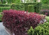 Kép 4/5 - Prunus x cistena / Törpe vérszilva