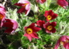 Kép 2/2 - Pulsatilla vulgaris Red Bells / Tavaszi kökörcsin