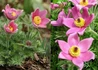 Kép 1/2 - Pulsatilla vulgaris Rose Bells / Tavaszi kökörcsin